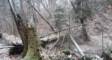 Gozdni sprehod - Zakaj je mrtev les lahko nekaj najlepšega na svetu?